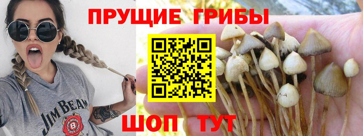 Дербент  Псилоцибиновые грибы прущие грибы  Вход с VPN  Галлюциногенные грибы Psilocybe 